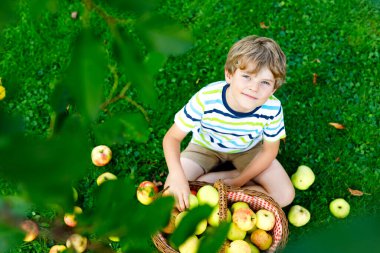 Küçük çocuk sonbaharda çiftlikte kırmızı elma topluyor.