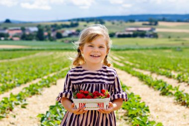 Küçük mutlu kız yazın, güneşli bir günde organik böğürtlen çiftliğinde çilek toplayıp yiyor. Çocuk yardım ederken eğleniyor. Çilek tarlasında çocuk, olgun kırmızı böğürtlen.