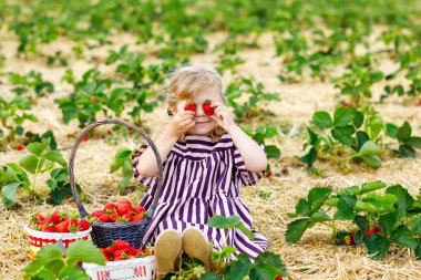 Küçük mutlu kız yazın, güneşli bir günde organik böğürtlen çiftliğinde çilek toplayıp yiyor. Çocuk yardım ederken eğleniyor. Çilek tarlasında çocuk, olgun kırmızı böğürtlen.