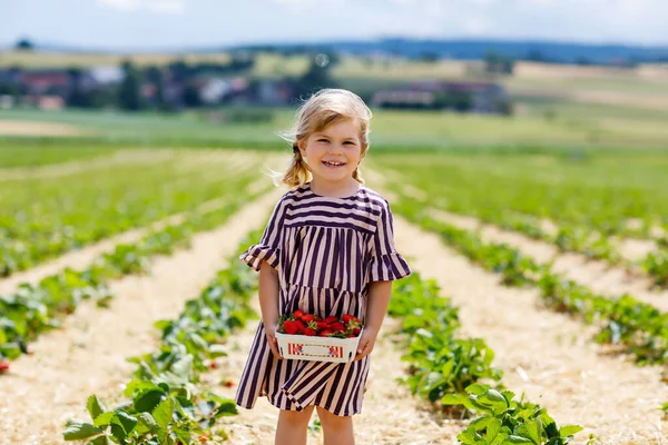 Glad liten småbarn flicka plocka och äta jordgubbar på ekologisk bär gård på sommaren, på varm solig dag. Barnet har kul med att hjälpa till. Grabben på jordgubbsplantage fält, mogna röda bär. — Stockfoto