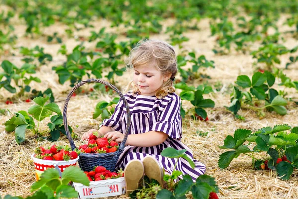Szczęśliwa dziewczynka zbierająca i jedząca truskawki na farmie organicznych jagód latem, w ciepły słoneczny dzień. Dziecko dobrze się bawi pomagając. Dziecko na polu plantacji truskawek, dojrzałe czerwone jagody. — Zdjęcie stockowe