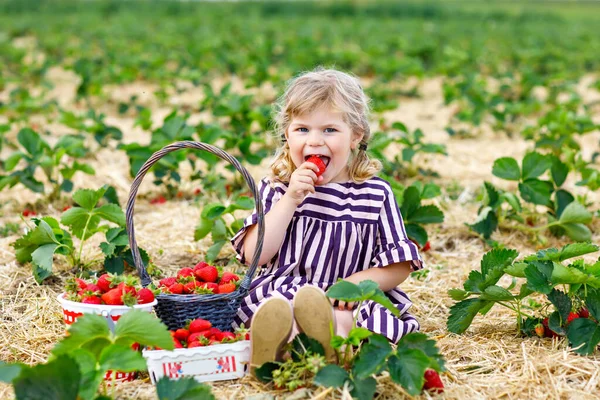 Szczęśliwa dziewczynka zbierająca i jedząca truskawki na farmie organicznych jagód latem, w ciepły słoneczny dzień. Dziecko dobrze się bawi pomagając. Dziecko na polu plantacji truskawek, dojrzałe czerwone jagody. — Zdjęcie stockowe