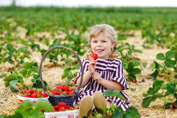 幸せな小さな幼児の女の子は、暖かい晴れた日に、夏に有機ベリーファームでイチゴを選んで食べています。子供は助けを楽しんでいる。イチゴ農園の畑の子供、熟した赤い果実. — ストック写真