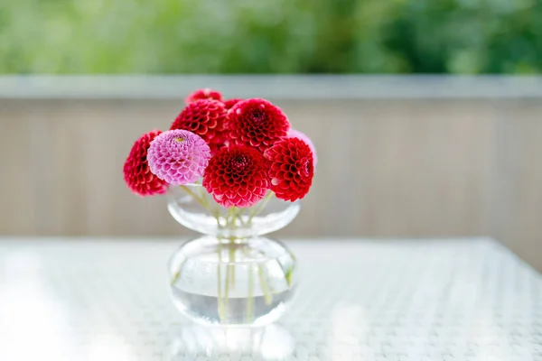 Close-up de buquê de flores dahlia rosa e vermelho florescendo . — Fotografia de Stock