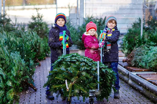 Üç küçük kardeş: küçük kız ve iki çocuk Noel ağacını markette tutuyorlar. Kışlık giysiler içindeki mutlu çocuklar açık hava dükkanından ağaç seçip alıyorlar. Aile, gelenek, kutlama — Stok fotoğraf