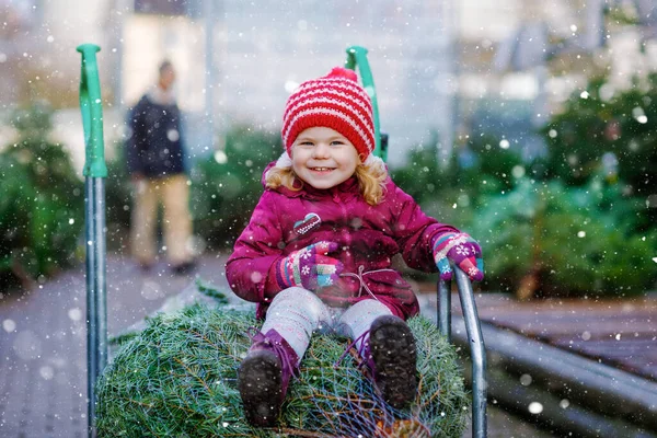 可爱的小女孩，有圣诞树在购物车或推车在市场上。穿着冬季时尚服装的健康宝宝在户外商店选购一棵大圣诞树. — 图库照片