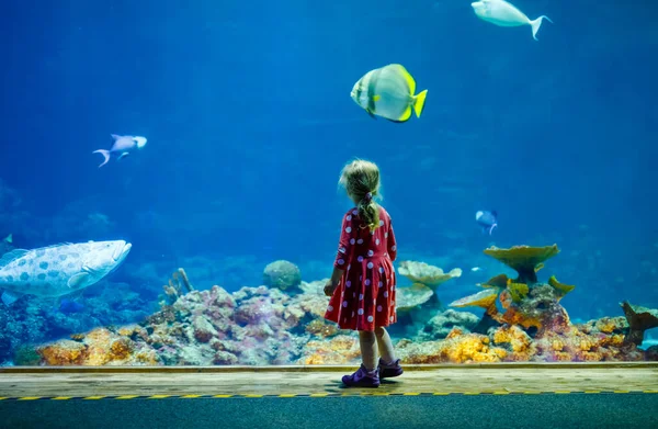 Şirin küçük kız hayvanat bahçesi akvaryumunu ziyaret ediyor. Mutlu bebek balıklara, denizanalarına, mercanlara bakıyor. Derin deniz vahşi yaşamı olan büyüleyici bir çocuk..