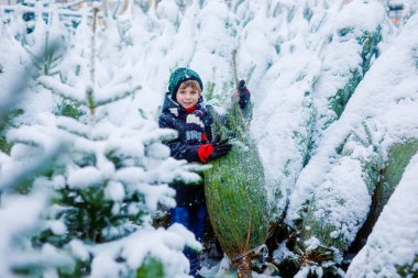 Gülen çocuk elinde Noel ağacı tutuyor. Kışın giyinmiş mutlu çocuk, karlı kış gününde kostüm dükkanında Noel ağacı seçiyor ve satın alıyor. Aile, gelenek, kutlama.