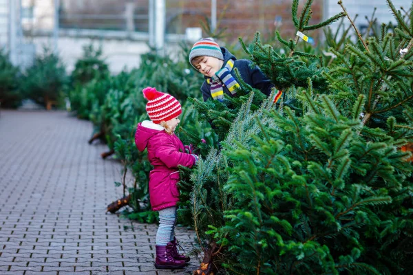 Zwei kleine Geschwister, ein Mädchen und ein Junge, halten den Weihnachtsbaum auf einem Markt. Glückliche Kinder in Wintermode wählen und kaufen Weihnachtsbäume im Outdoor-Geschäft. Familie, Tradition, Feier — Stockfoto