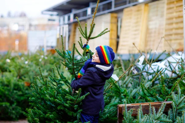 Roztomilý malý usměvavý chlapec držící vánoční stromek na trhu. Šťastné zdravé dítě v zimě módní oblečení výběru a nákup velký vánoční strom ve venkovním obchodě. Rodina, tradice, oslavy. — Stock fotografie