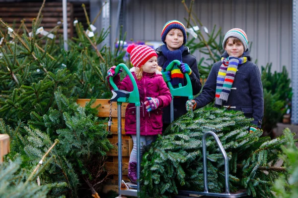 Tři malí sourozenci: batolata a dva kluci držící vánoční stromeček na trhu. Šťastné děti v zimním oblečení výběr a nákup stromu ve venkovním obchodě. Rodina, tradice, oslavy — Stock fotografie