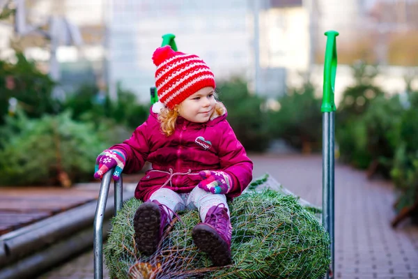 Adorable little toddler girl with Christmas tree on shopping cart or trolley on market. Happy healthy baby child in winter fashion clothes choosing and buying big Xmas tree in outdoor shop. — Stock Photo, Image