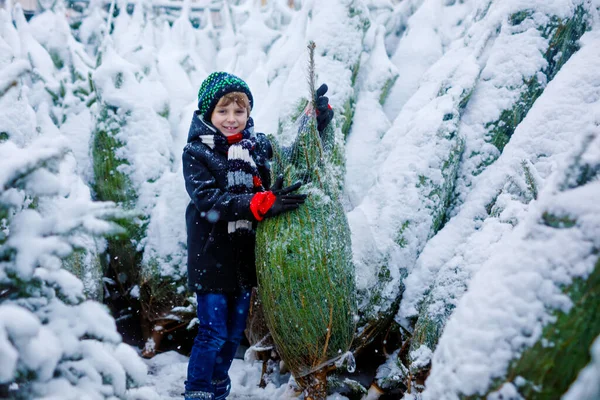 Vtipný malý usměvavý chlapeček držící vánoční stromek. Šťastné dítě v zimě módní oblečení výběr a nákup vánoční strom ve venkovním obchodě na zasněžené zimní den. Rodina, tradice, oslavy. — Stock fotografie