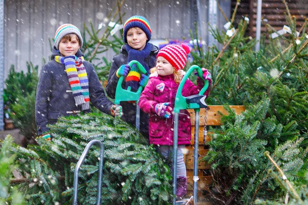 Drie kleine broertjes en zusjes: peutermeisje en twee jongetjes die een kerstboom op de markt houden. Gelukkige kinderen in de winter kleding kiezen en kopen boom in outdoor shop. Familie, traditie, feest — Stockfoto