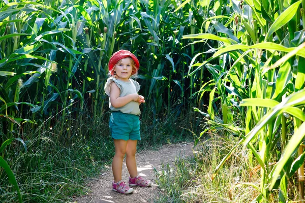 Glückliches kleines Mädchen, das auf einem Maislabyrinthfeld auf einem Biobauernhof im Freien spielt. Lustige Kinderhild, die Spaß am Laufen, an der Landwirtschaft und am Gemüseanbau hat. Aktive Familienfreizeit im Sommer. — Stockfoto