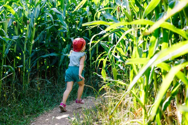 Bonne petite fille tout-petit jouant sur le champ de labyrinthe de maïs à la ferme biologique, à l'extérieur. Enfant drôle hild s'amuser avec la course, l'agriculture et le jardinage de légumes. Loisirs familiaux actifs en été. — Photo