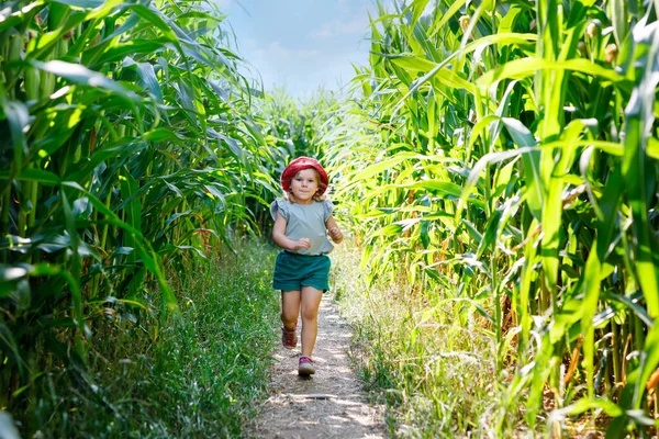 Bonne petite fille tout-petit jouant sur le champ de labyrinthe de maïs à la ferme biologique, à l'extérieur. Enfant drôle hild s'amuser avec la course, l'agriculture et le jardinage de légumes. Loisirs familiaux actifs en été. — Photo