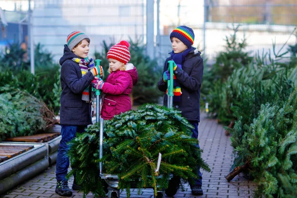Three little siblings: toddler girl and two kids boys holding Christmas tree on market. Happy children in winter clothes choosing and buying tree in outdoor shop. Family, tradition, celebration — Stock Photo, Image