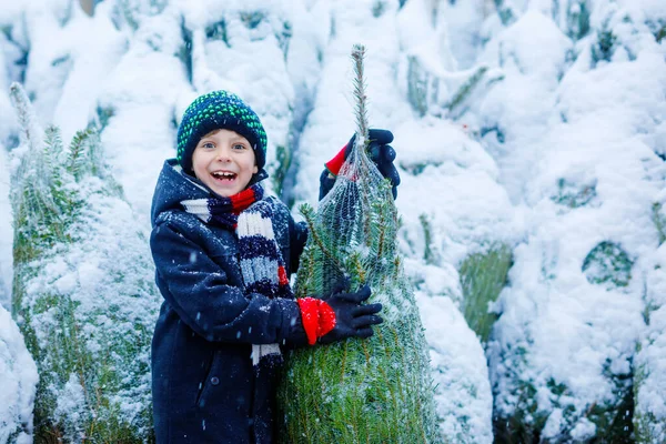 Funny little smiling kid boy holding christmas tree. Happy child in winter fashion clothes choosing and buying xmas tree in outdoor shop on snowy winter day. Family, tradition, celebration. — Stock Photo, Image