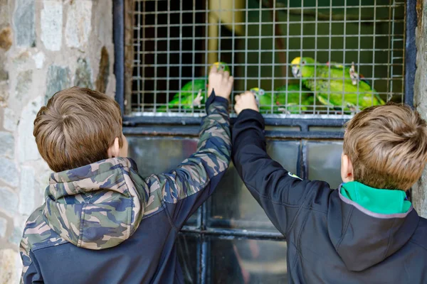 Dva kluci krmí papoušky v zoologické zahradě. Děti si hrají a krmí důvěřivé přátelské ptáky v zoo. Sourozenci a přátelé se učí o divoké zvěři a papoušcích. — Stock fotografie
