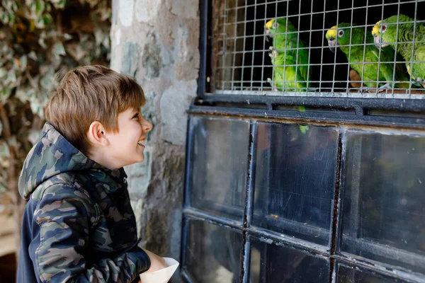 Nádherný školák krmící papoušky v zoologické zahradě. Děti si hrají a krmí důvěřivé přátelské ptáky v zoo a divoké zvěře parku. Děti se učí o volně žijících zvířatech a papoušcích. — Stock fotografie