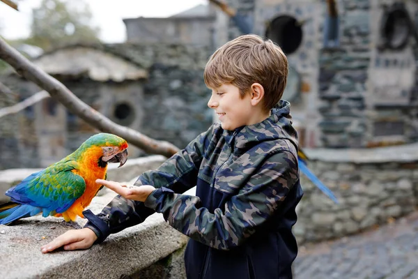 Nádherný školák krmící papoušky v zoologické zahradě. Děti si hrají a krmí důvěřivé přátelské ptáky v zoo a divoké zvěře parku. Děti se učí o volně žijících zvířatech a papoušcích. — Stock fotografie