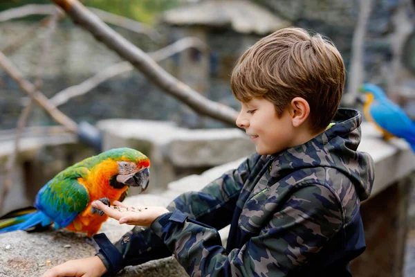 Nádherný školák krmící papoušky v zoologické zahradě. Děti si hrají a krmí důvěřivé přátelské ptáky v zoo a divoké zvěře parku. Děti se učí o volně žijících zvířatech a papoušcích. — Stock fotografie