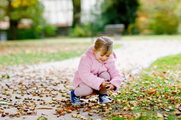 Adorable cute toddler girl picking chestnuts in a park on autumn day. Happy child having fun with searching chestnut and foliage. Autumnal activities with children. — Stock Photo, Image