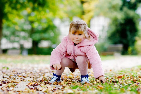 秋の日に公園で栗を選ぶ愛らしい幼児の女の子。栗や葉を探す楽しさを持つ幸せな子供。子供との秋の活動. — ストック写真