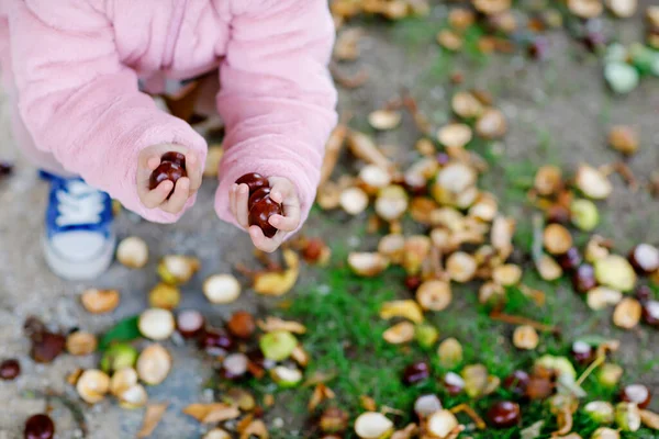 Detailní záběr rukou batolat, jak sbírají kaštany v parku na podzim. Dítě se baví hledáním kaštanů a listoví. Podzimní aktivity s dětmi. — Stock fotografie