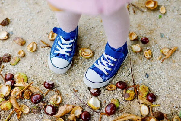 Fechar-se de pés e sapatos da menina de criança que escolhe castanhas em um parque no dia de outono. Criança se divertindo com a busca castanha e folhagem. Atividades outonais com crianças. — Fotografia de Stock
