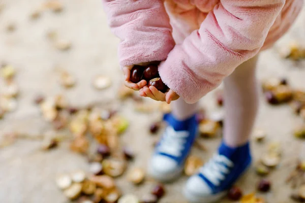 Fechar-se de mãos da menina de criança que escolhe castanhas em um parque no dia de outono. Criança se divertindo com a busca castanha e folhagem. Atividades outonais com crianças. — Fotografia de Stock