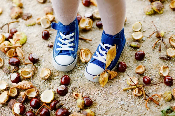 Fechar-se de pés e sapatos da menina de criança que escolhe castanhas em um parque no dia de outono. Criança se divertindo com a busca castanha e folhagem. Atividades outonais com crianças. — Fotografia de Stock