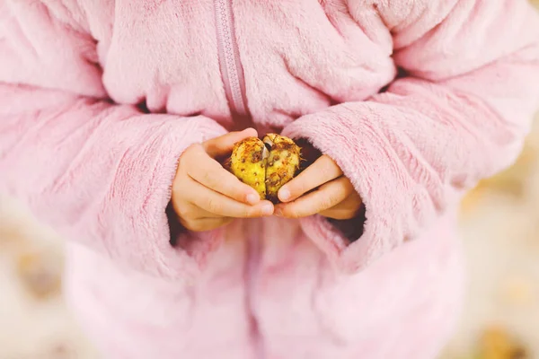 Gros plan des mains d'une petite fille cueillant des châtaignes dans un parc le jour de l'automne. Enfant qui s'amuse à chercher châtaignier et feuillage. Activités automnales avec enfants. — Photo