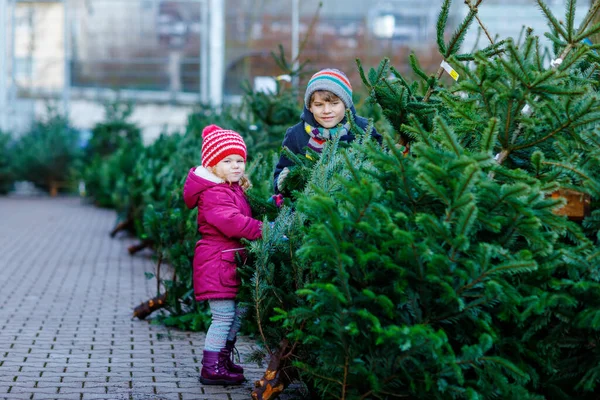 Dos hermanos pequeños niña y niño niño sosteniendo el árbol de Navidad en un mercado. Niños felices en invierno ropa de moda elegir y comprar árbol de Navidad en la tienda al aire libre. Familia, tradición, celebración —  Fotos de Stock