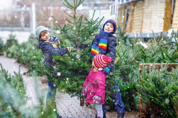 Drei kleine Geschwister: ein kleines Mädchen und zwei kleine Jungen, die den Weihnachtsbaum auf dem Markt halten. Glückliche Kinder in Winterkleidung suchen und kaufen Bäume im Outdoor-Shop. Familie, Tradition, Feier — Stockfoto