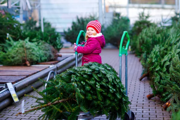 Alışveriş arabasında Noel ağacı ya da markette tramvayı olan sevimli küçük bir kız. Mutlu sağlıklı bebek kışın moda kıyafetleri içinde açık hava dükkanından büyük bir Noel ağacı seçip alıyor.. — Stok fotoğraf