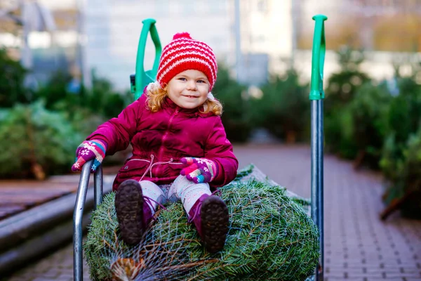 Entzückende kleine Mädchen mit Weihnachtsbaum auf Einkaufswagen oder Einkaufswagen auf dem Markt. Frohes gesundes Baby in Wintermode Kleidung auswählen und kaufen großen Weihnachtsbaum im Outdoor-Shop. — Stockfoto
