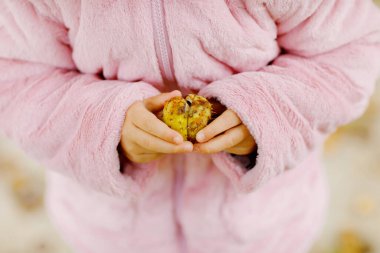 Sonbahar günü parkta kestane toplayan yeni yürümeye başlayan bir kızın elleri. Çocuk kestane ve yaprakları ararken eğleniyor. Çocuklarla sonbahar aktiviteleri.