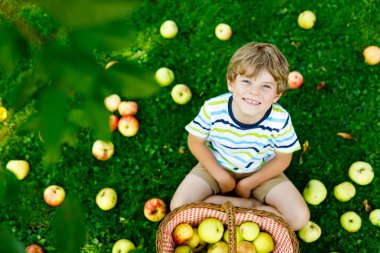 Küçük çocuk sonbaharda çiftlikte kırmızı elma topluyor.
