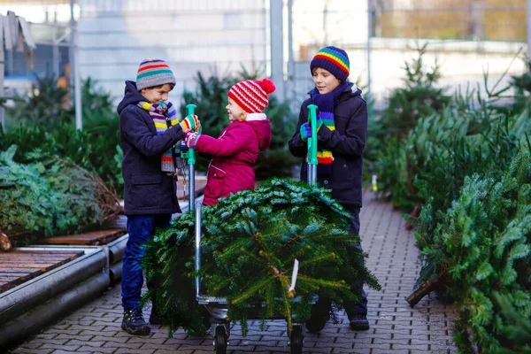 Tres hermanos pequeños: niña y dos niños sosteniendo el árbol de Navidad en el mercado. Niños felices en ropa de invierno elegir y comprar árbol en la tienda al aire libre. Familia, tradición, celebración —  Fotos de Stock