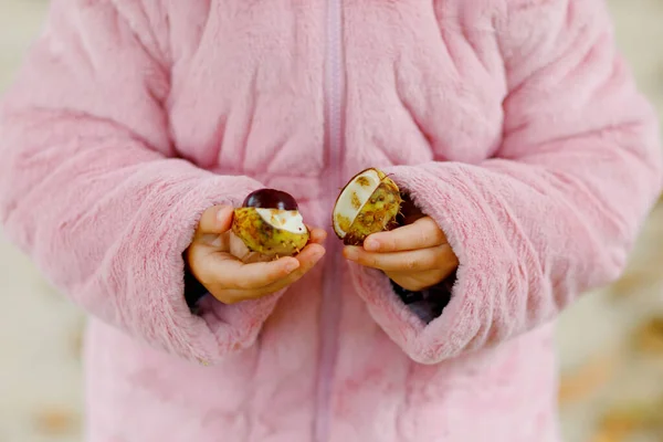 Sluiten van handen van peuter meisje plukken kastanjes in een park op herfstdag. Kind heeft plezier met het zoeken naar kastanjes en bladeren. Najaarsactiviteiten met kinderen. — Stockfoto