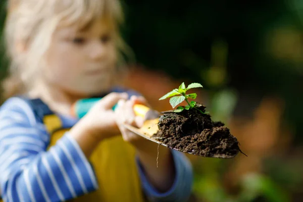 Stock image Adorable little toddler girl holding garden shovel with green plants seedling in hands. Cute child learn gardening, planting and cultivating vegetables in domestic garden. Ecology, organic food.