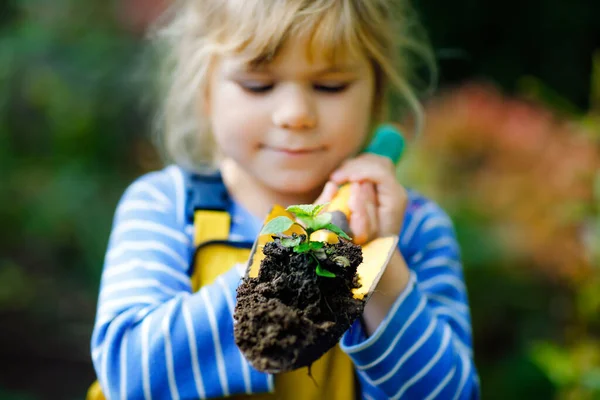 Adorable little toddler girl holding garden shovel with green plants seedling in hands. Cute child learn gardening, planting and cultivating vegetables in domestic garden. Ecology, organic food. — Stock Photo, Image