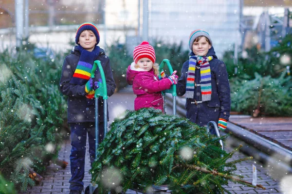 Üç küçük kardeş: küçük kız ve iki çocuk Noel ağacını markette tutuyorlar. Kışlık giysiler içindeki mutlu çocuklar açık hava dükkanından ağaç seçip alıyorlar. Aile, gelenek, kutlama — Stok fotoğraf