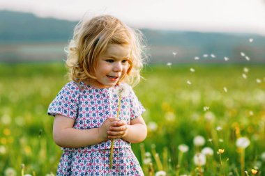 Sevimli küçük kız bebek yazın doğada karahindiba çiçeğine üflüyor. Gülle atan sağlıklı, güzel bir çocuk, eğleniyor. Parlak gün batımı ışığı, aktif çocuk