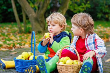 Evlerin bahçesinde elma yiyen iki sevimli çocuk. Kendi hasadım. Anaokulu çocukları, tatlı kardeşler ve sonbahar günü meyve toplayan ikizler..