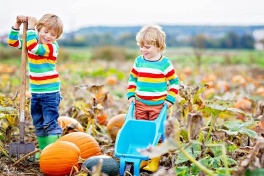 Balkabağı tarlasında Hasat Festivali 'nin tadını çıkaran iki küçük çocuk. Okul öncesi çocuklar sonbahar günü Country Farm 'da balkabağı toplayıp oyuyorlar. Cadılar Bayramı, Şükran Günü Aile İçin Eğlence.