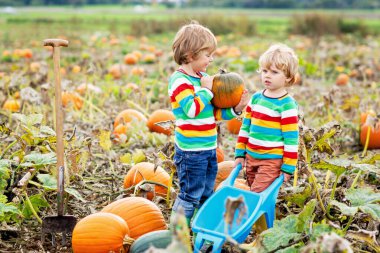 Balkabağı tarlasında Hasat Festivali 'nin tadını çıkaran iki küçük çocuk. Okul öncesi çocuklar sonbahar günü Country Farm 'da balkabağı toplayıp oyuyorlar. Cadılar Bayramı, Şükran Günü Aile İçin Eğlence.