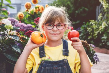 Gözlüklü küçük ilkokul kızı bahçeden taze domates yiyor. Mutlu çocuk yazın dışarıda sağlıklı organik atıştırmalıkların tadını çıkarıyor..